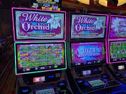 ddbet
